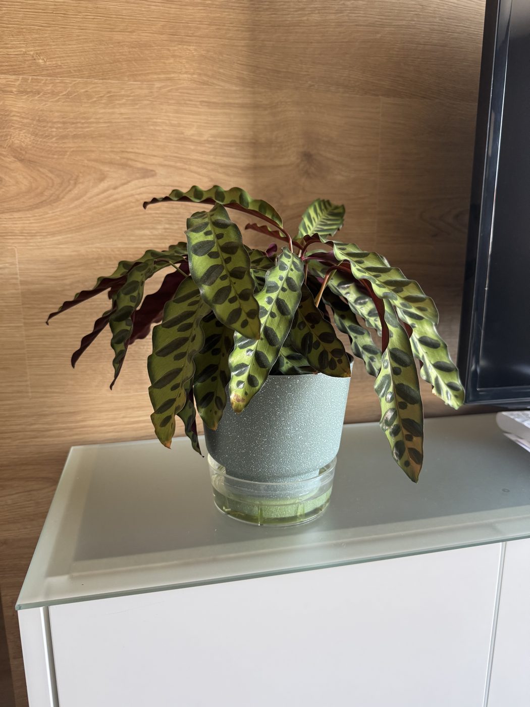 Calathea Cascavel no vaso autoirrigável